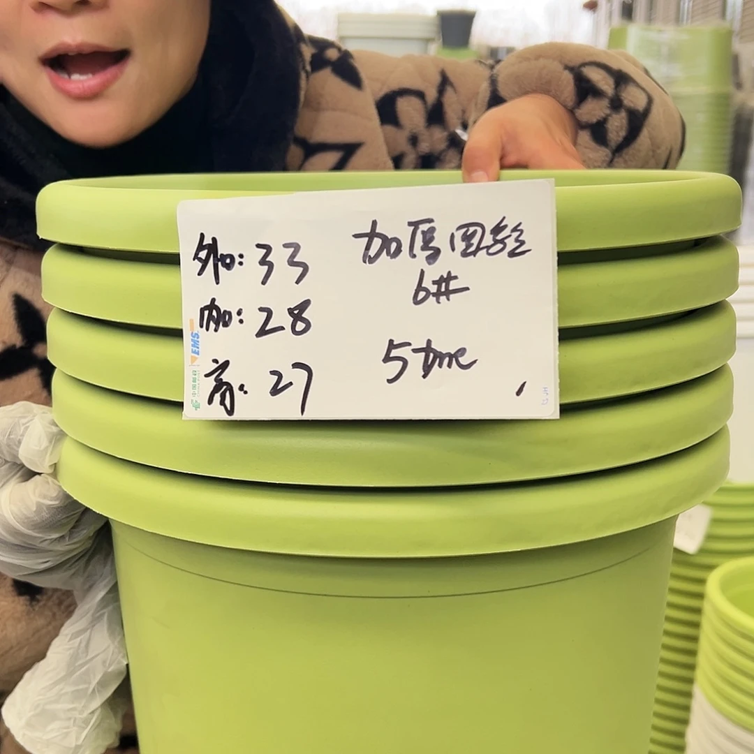 四季盆6#果绿色5个无托