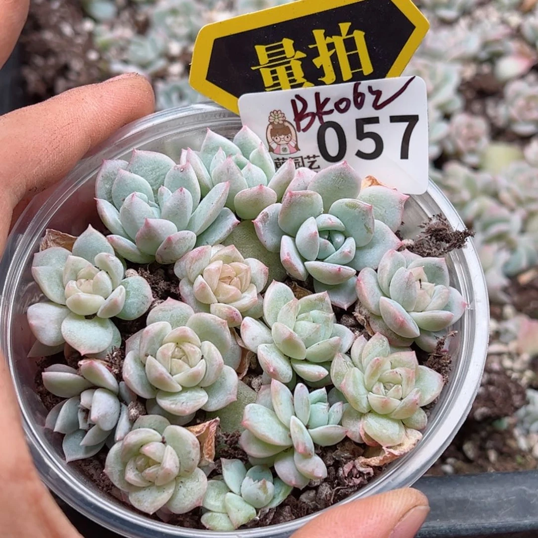 多肉植物多肉植物