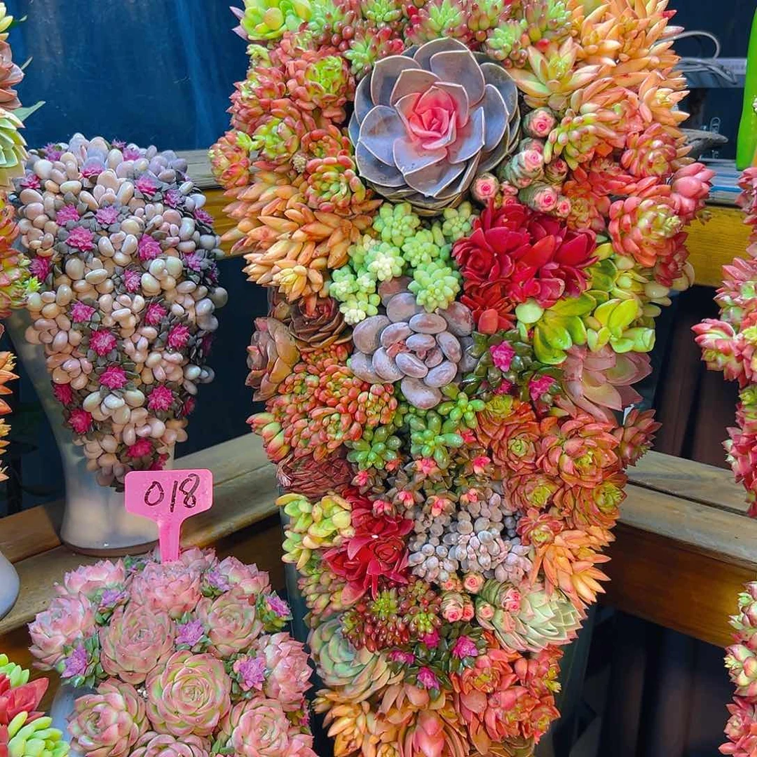 520➕018多肉组合