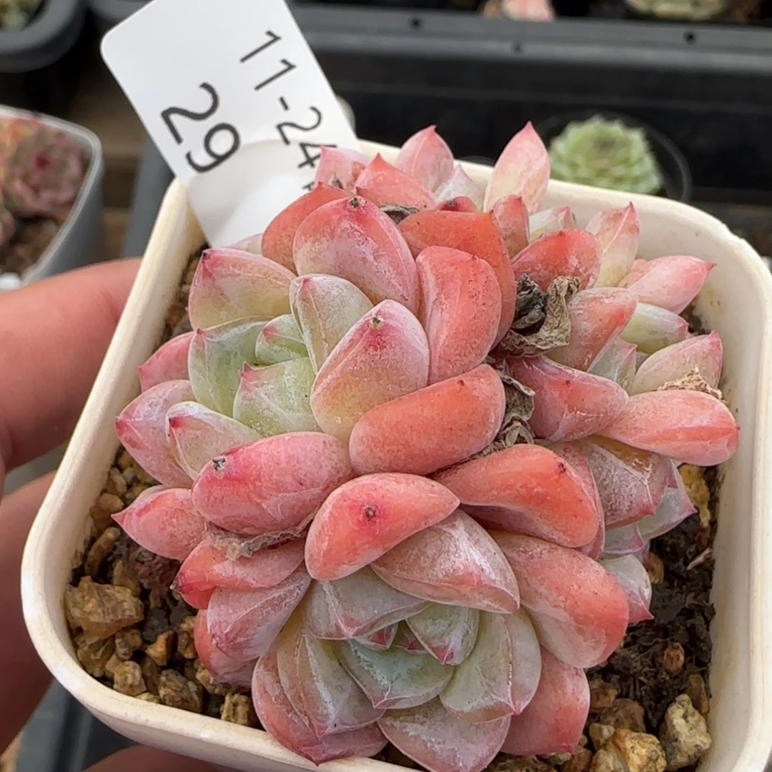 太妃糖七头朵朵缀一颗