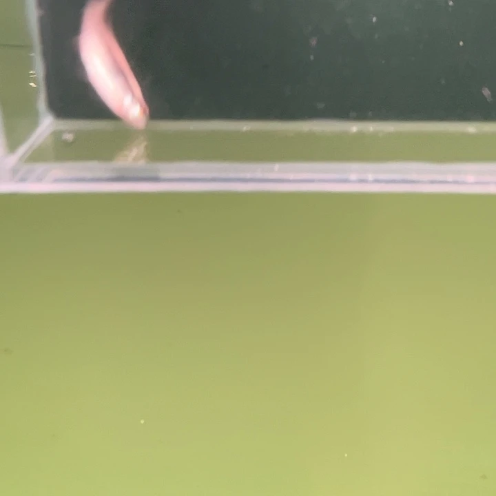 霓虹灯鱼粉牌7号白金血魔（疑似黑斑）