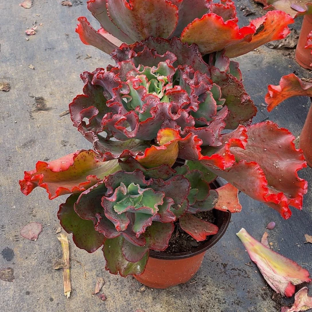 时***院红婚纱多肉植物群