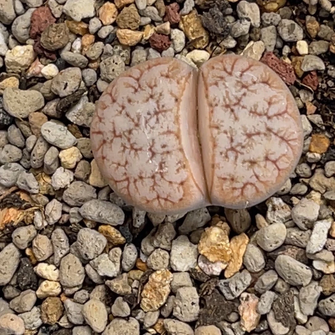 5205睫毛球体拿铁189尺寸2.2