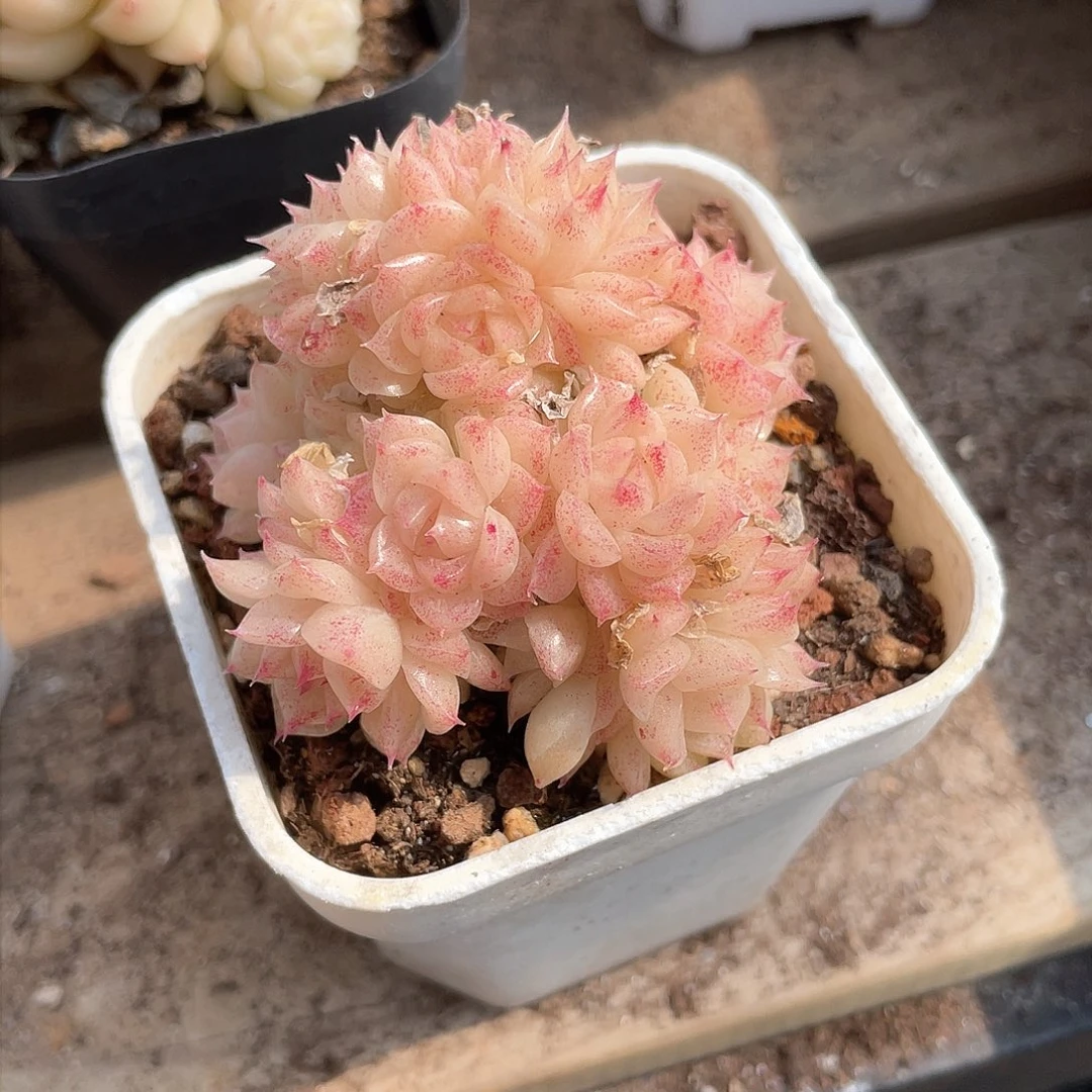 优选麦秆精品303