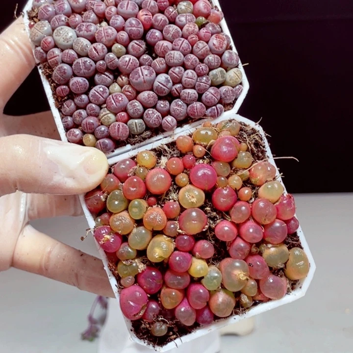 生石花2盆样品1盆带盆发货3