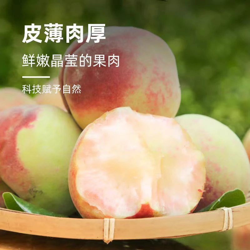 新鲜桃子北京8号桃3斤左右/份北京市