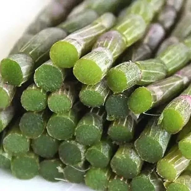 正宗云南新鲜铁皮石斛鲜条