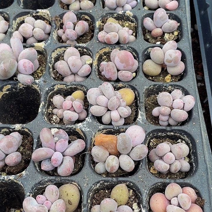 小彩虹奶1元带土发货