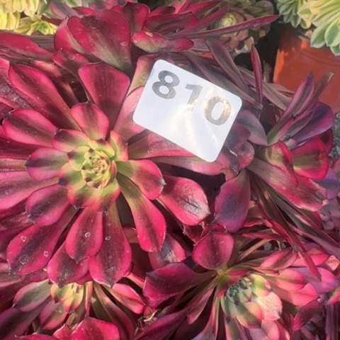 ←****`法师美肌16-23