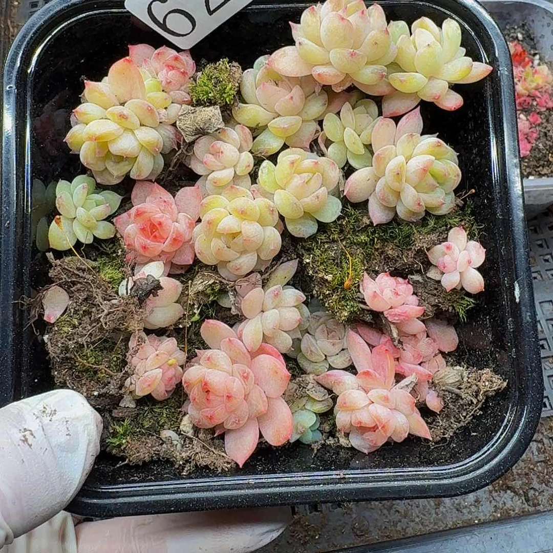 多肉植物多肉植物629