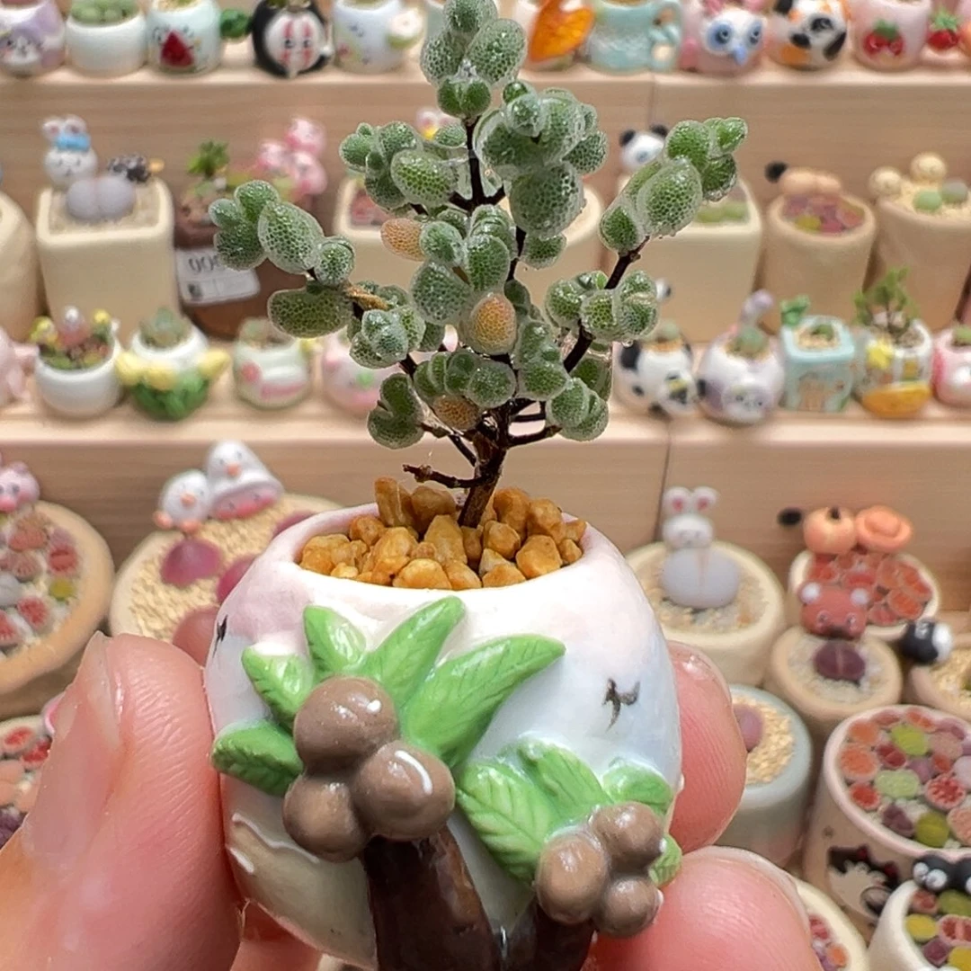 多肉植物66号拇指盆