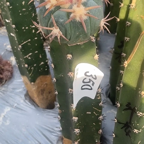 R*y350号袖蒲苗接割刺花王