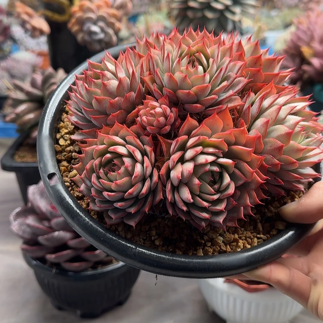 林杰安娜 0000000