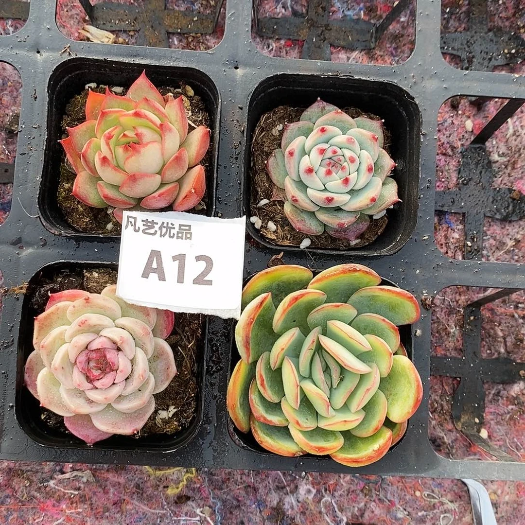 A12 精品多肉一物一拍