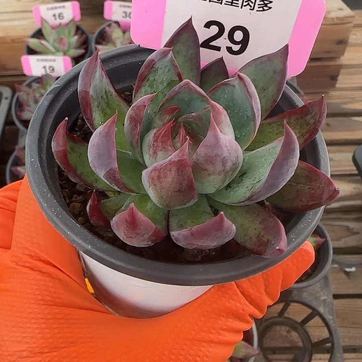 29惊鸿仙子多肉植物