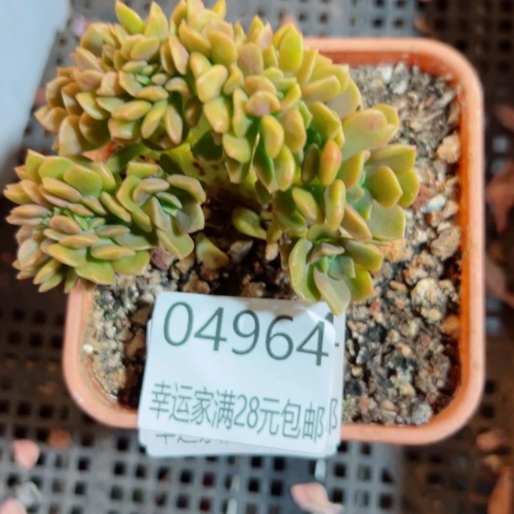 幸运儿的一个好消息是我在