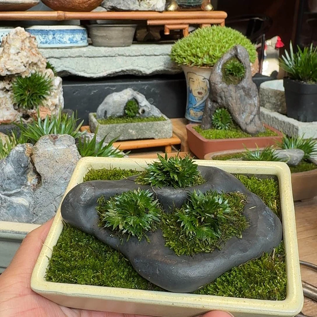 红陶地**?蝉小川石头草