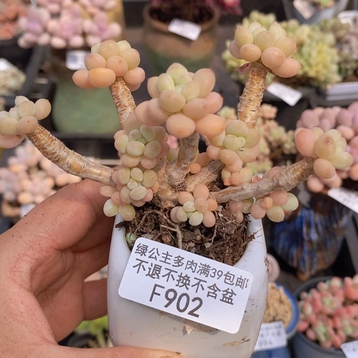 鱼子酱老桩7cm902多肉植物