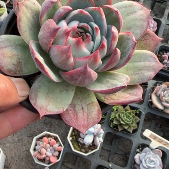 72惊鸿多肉植物多
