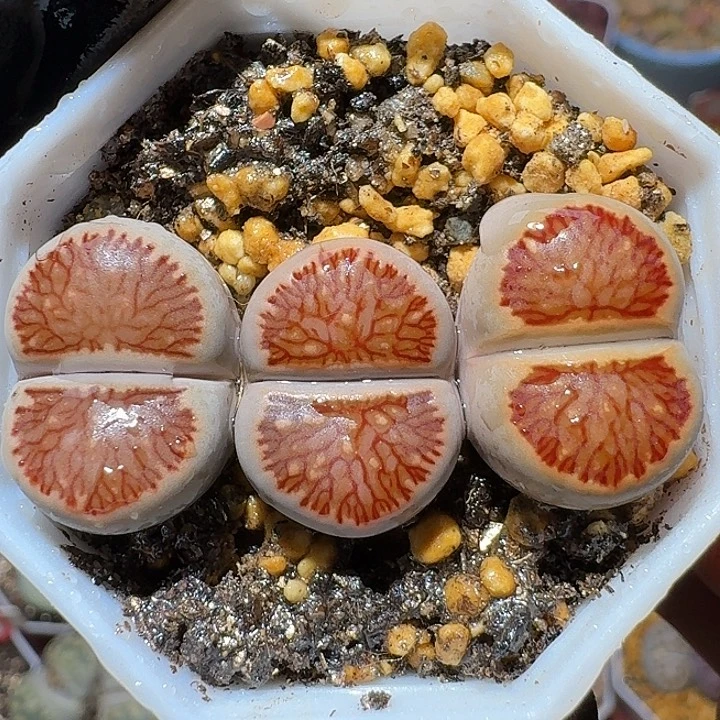 生石花1222222。    278