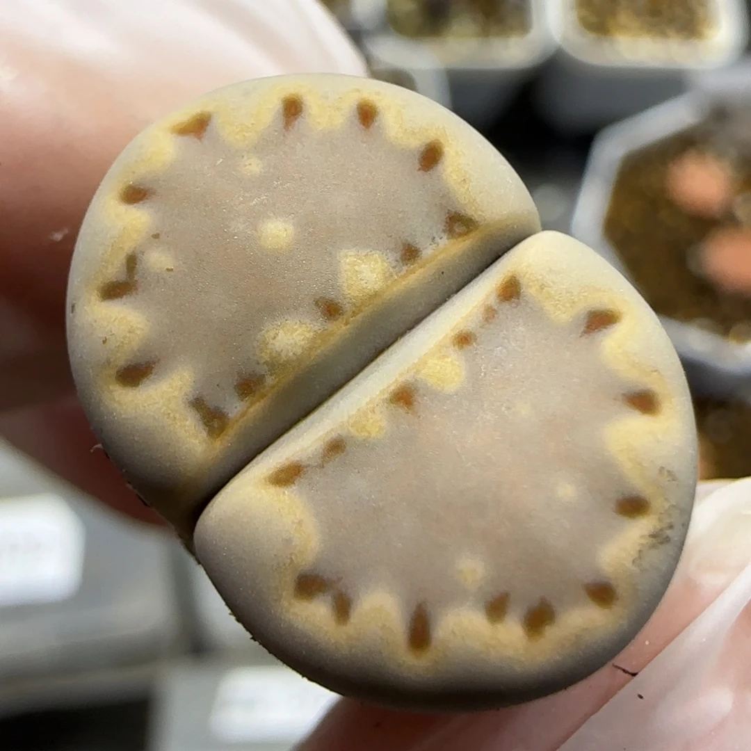 11.30  ken饼干福利。5053