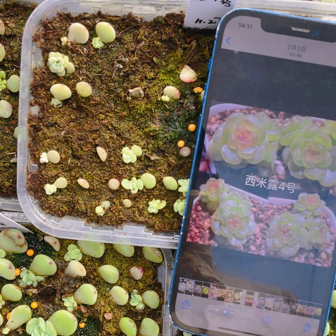 西米露甜甜的芝麻苗一个满25包邮