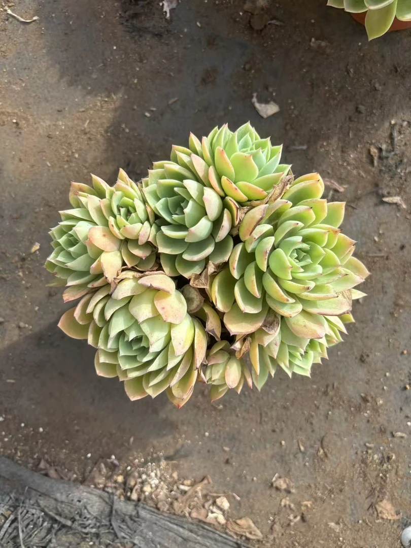 三色堇新手好养耐寒抗冻带有香味的老桩多肉植物