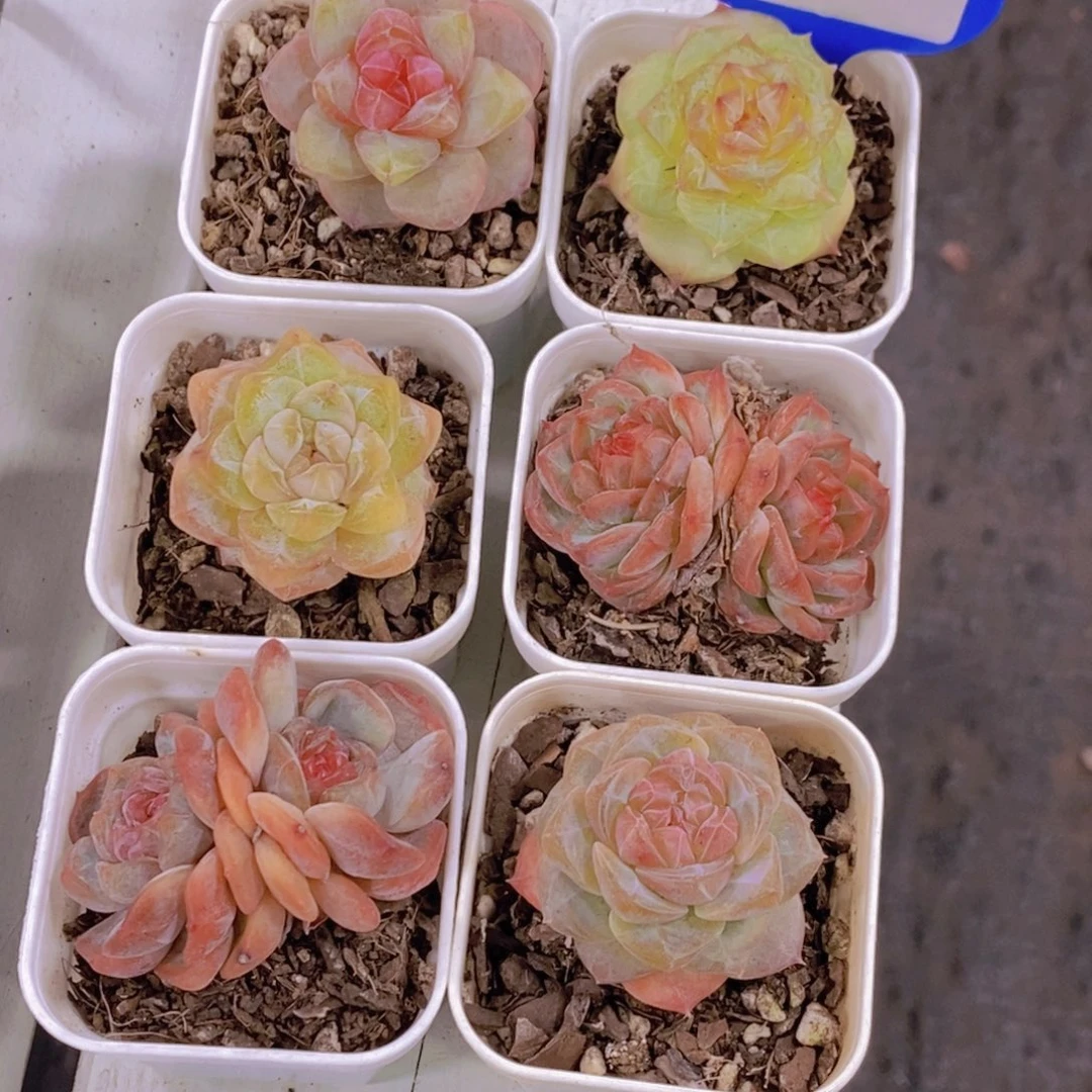 22-精品糖心珍妮美肉六个