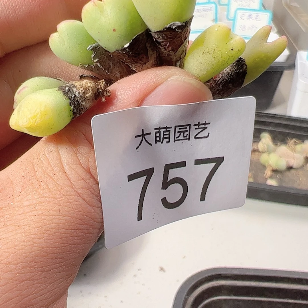 0000757 一物一拍……