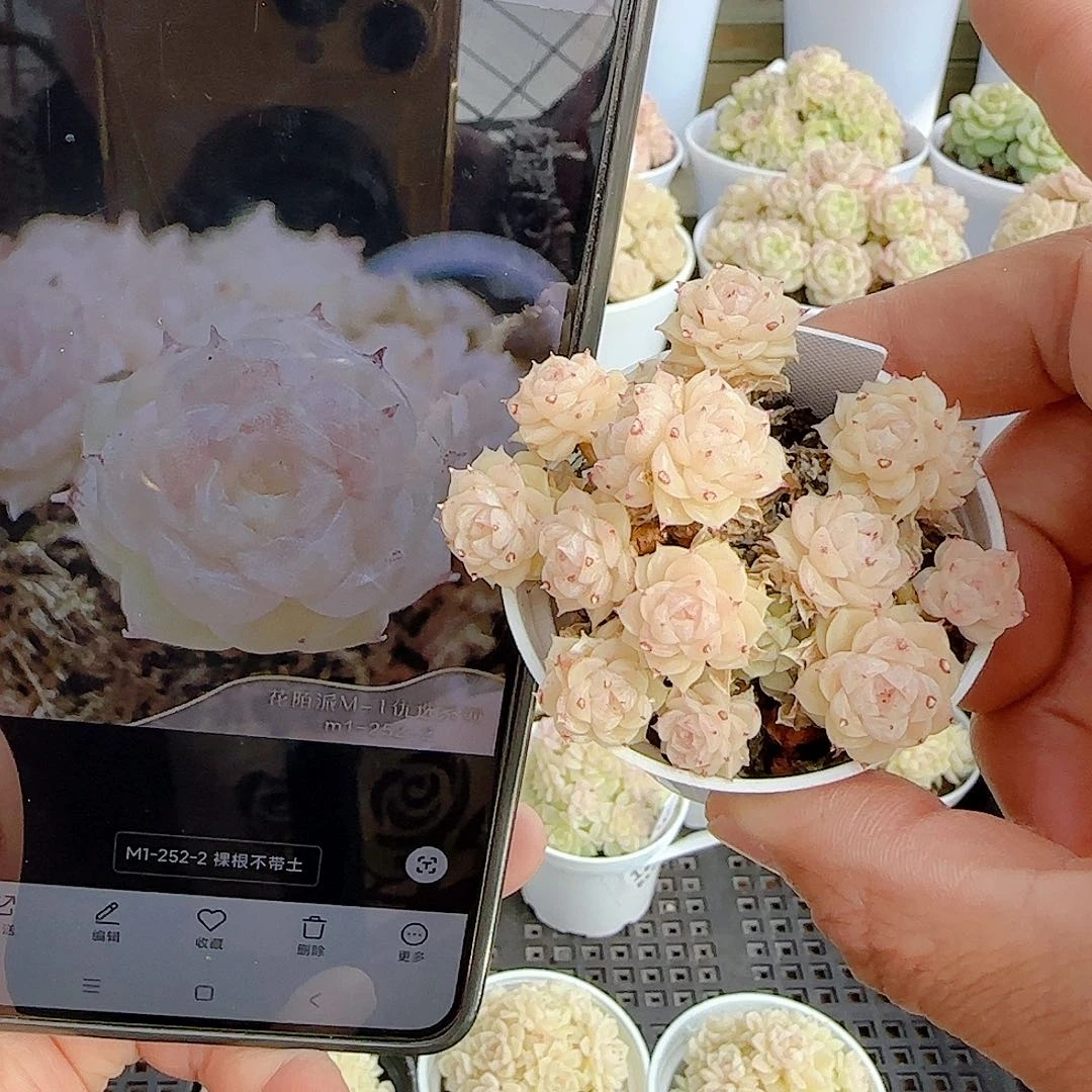 1214-125（m1-252-2）优选