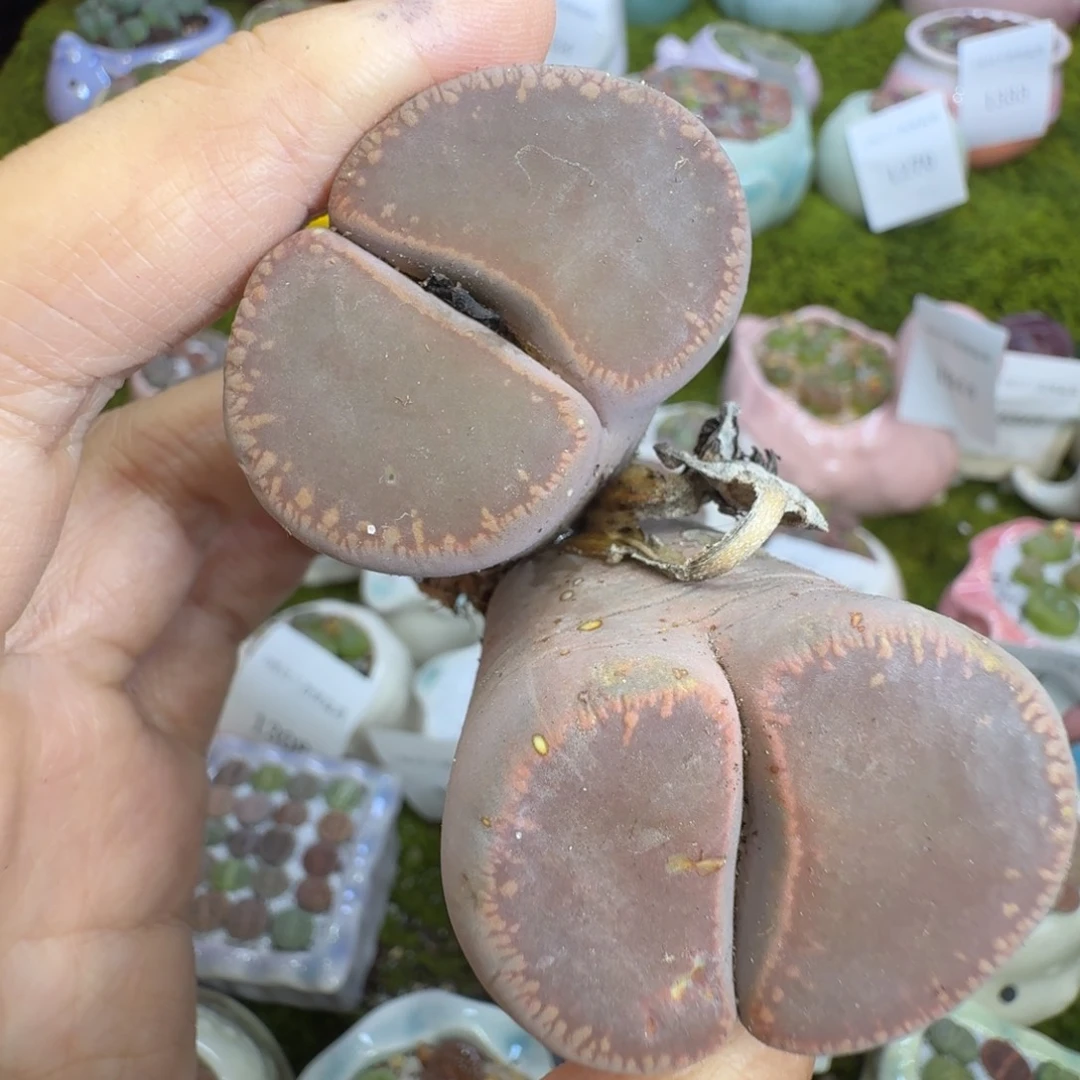 多肉植物的福利1345