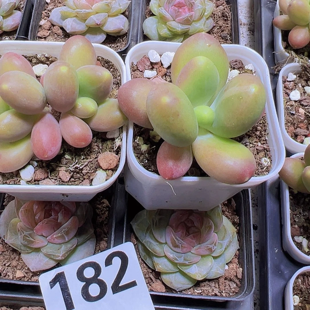 芒果奶一单一双19包邮