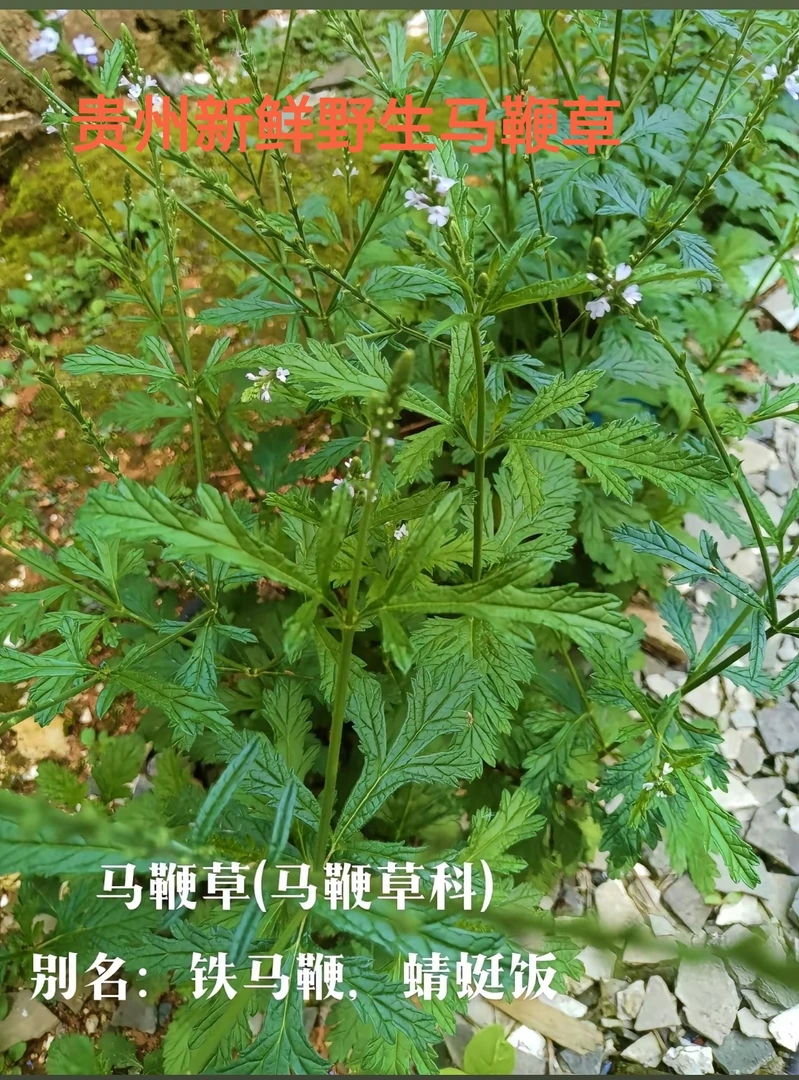 贵州野生马鞭草现采现发