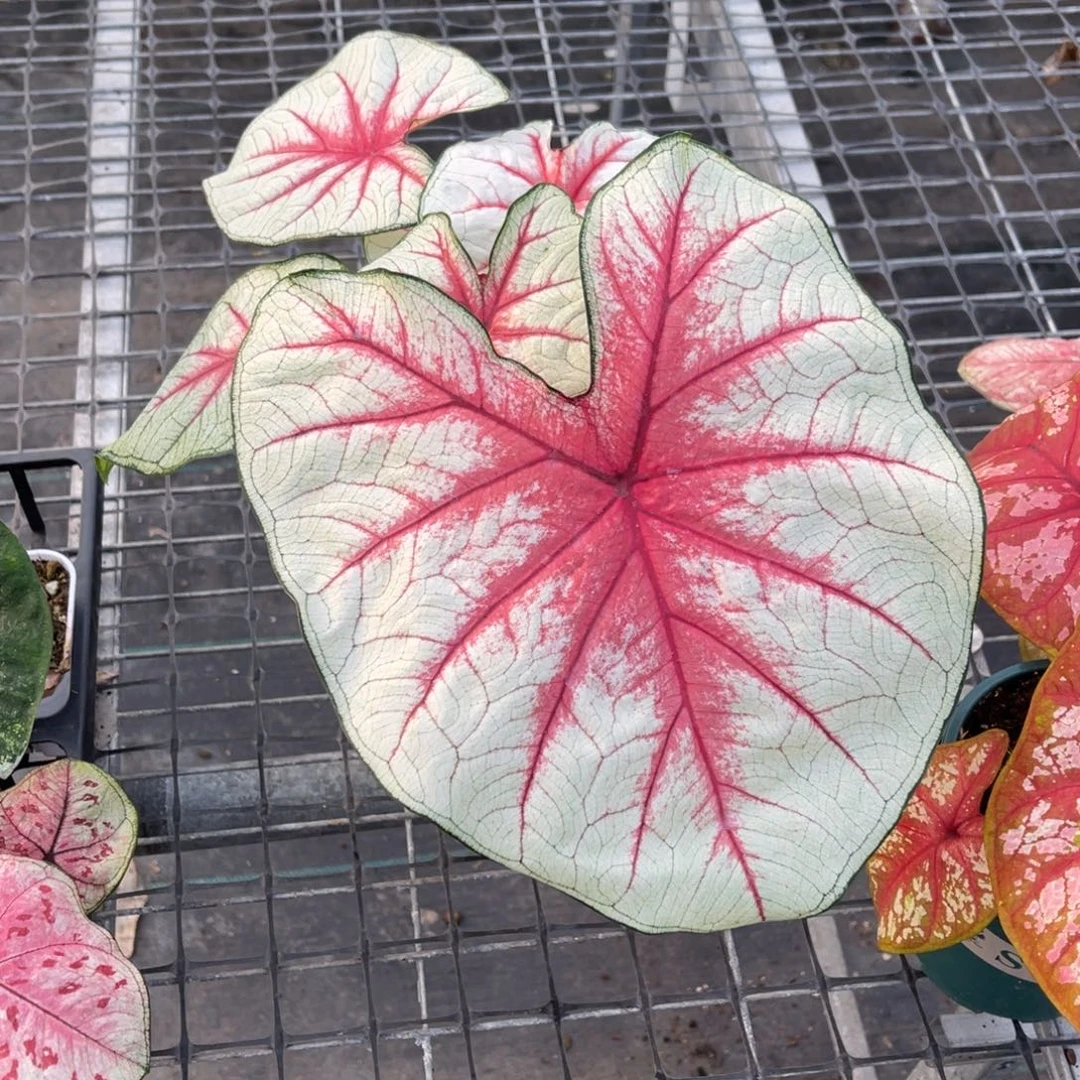 一***鱼无花朵        022幻想曲不包售后