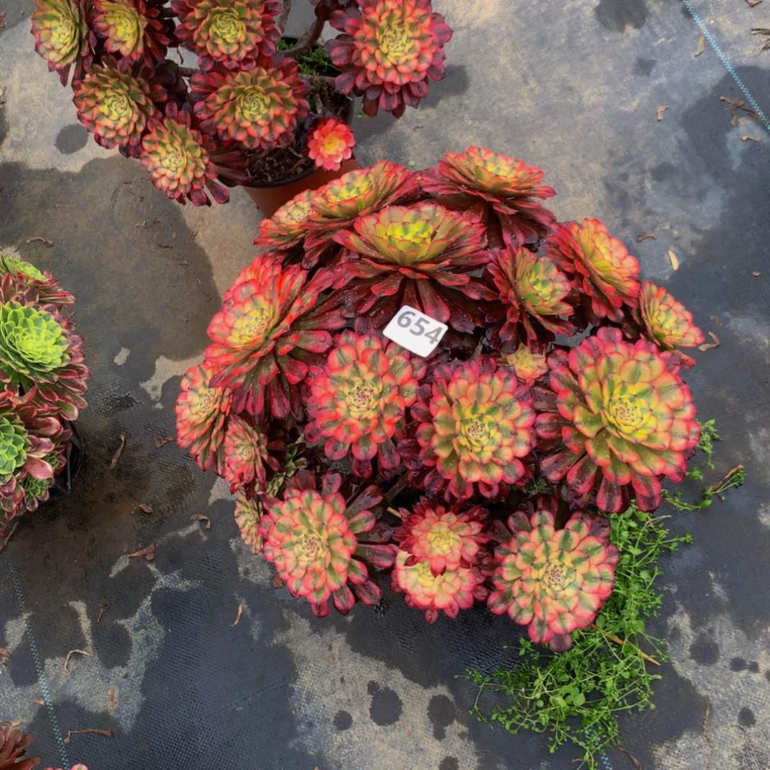 【闪购商品】小***.654美亚丛林