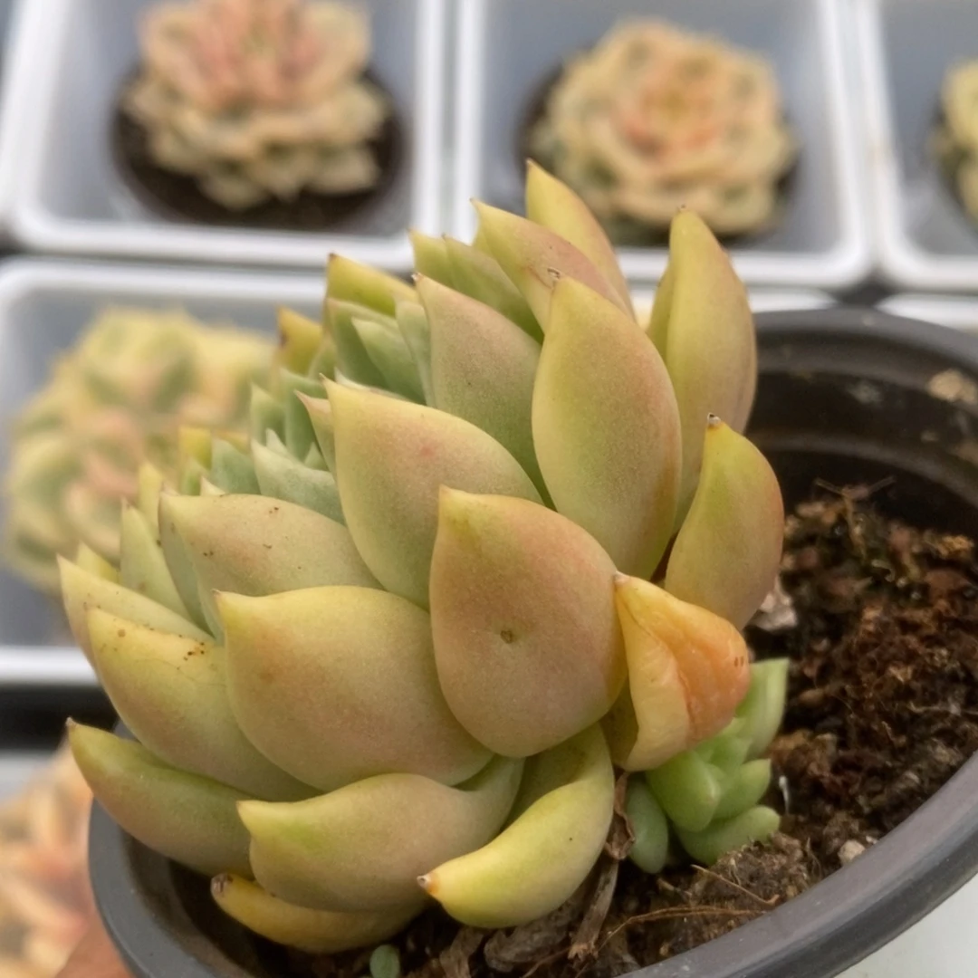510红酒锦锦锦锦锦锦锦