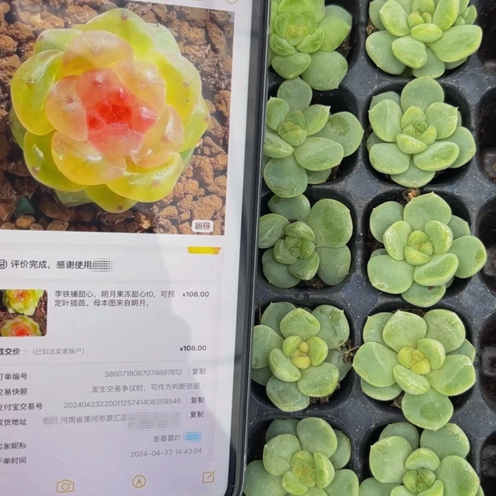 甜心T0果冻甜心，9.9包邮