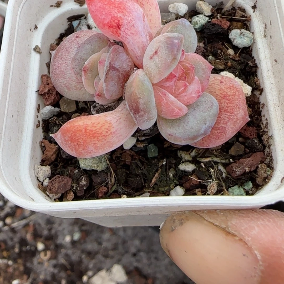 小卡拉米糖心一物一拍