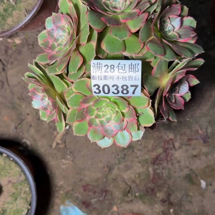 30387花妖多肉植物