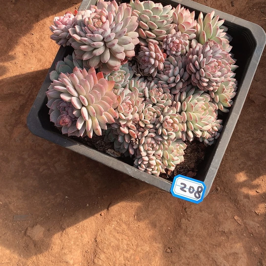 208鲁冰 一物一拍放心靠谱