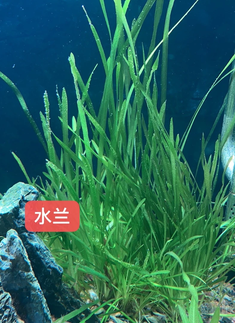 溪流缸小水兰黑木蕨越南古精不需要二氧化碳的水草
