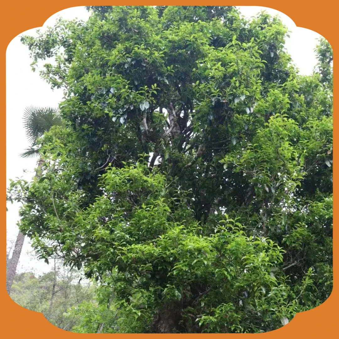 野生红 065H 古树单株 2025年春茶