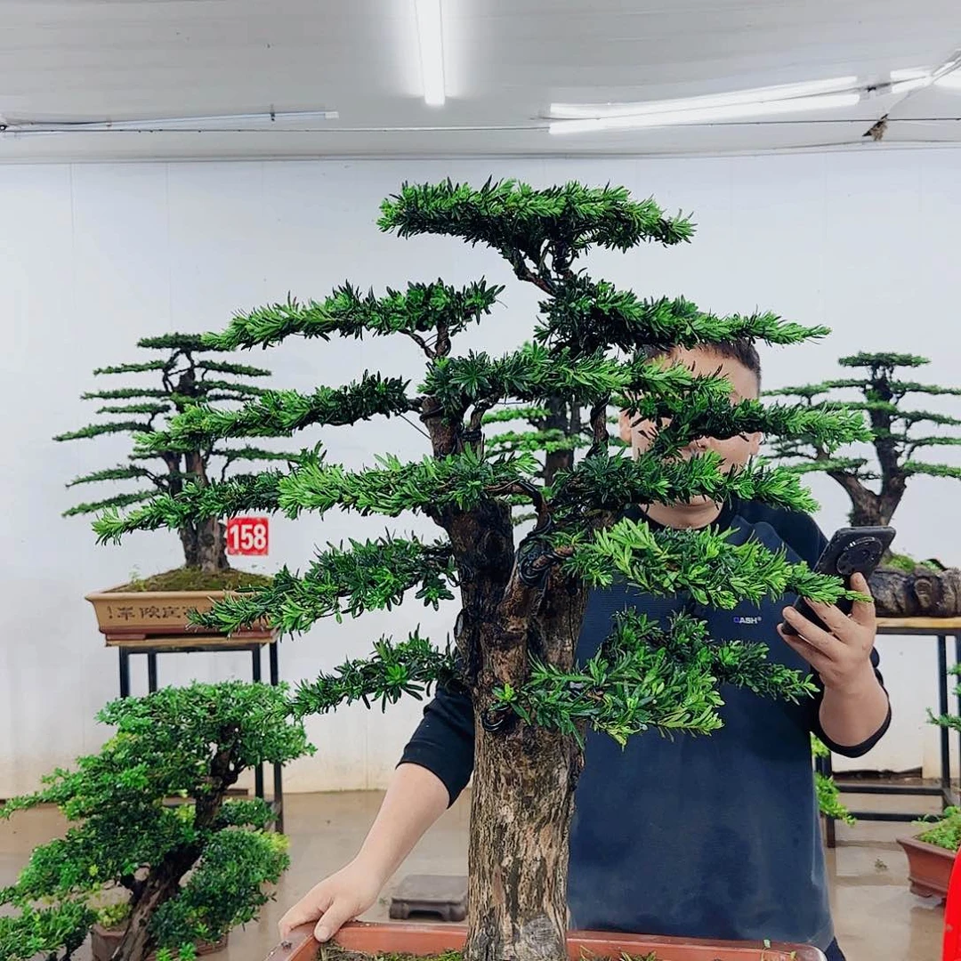 无花朵回**然盆景制作过程非常