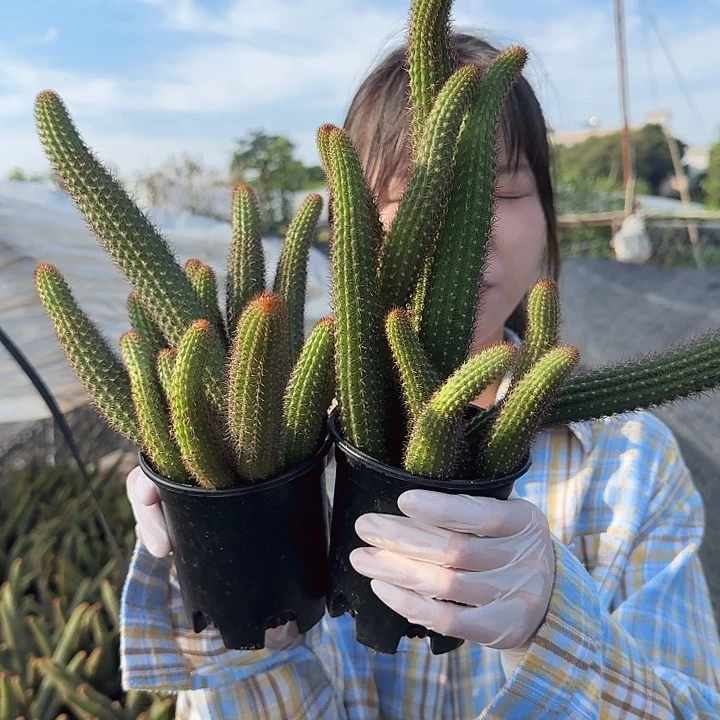 垂钓金妞两颗（掉头掉崽不售后）10头起