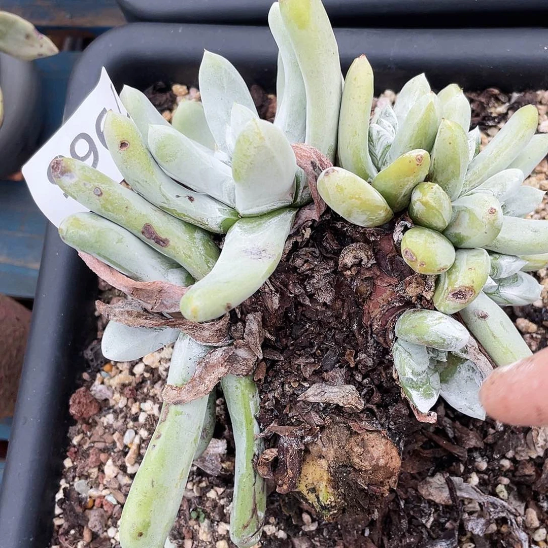 瑕疵特价不售后拇指7966