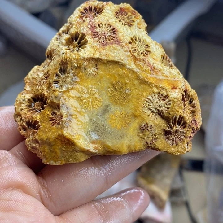 【闪购商品】未镶嵌珊瑚玉硅化玉