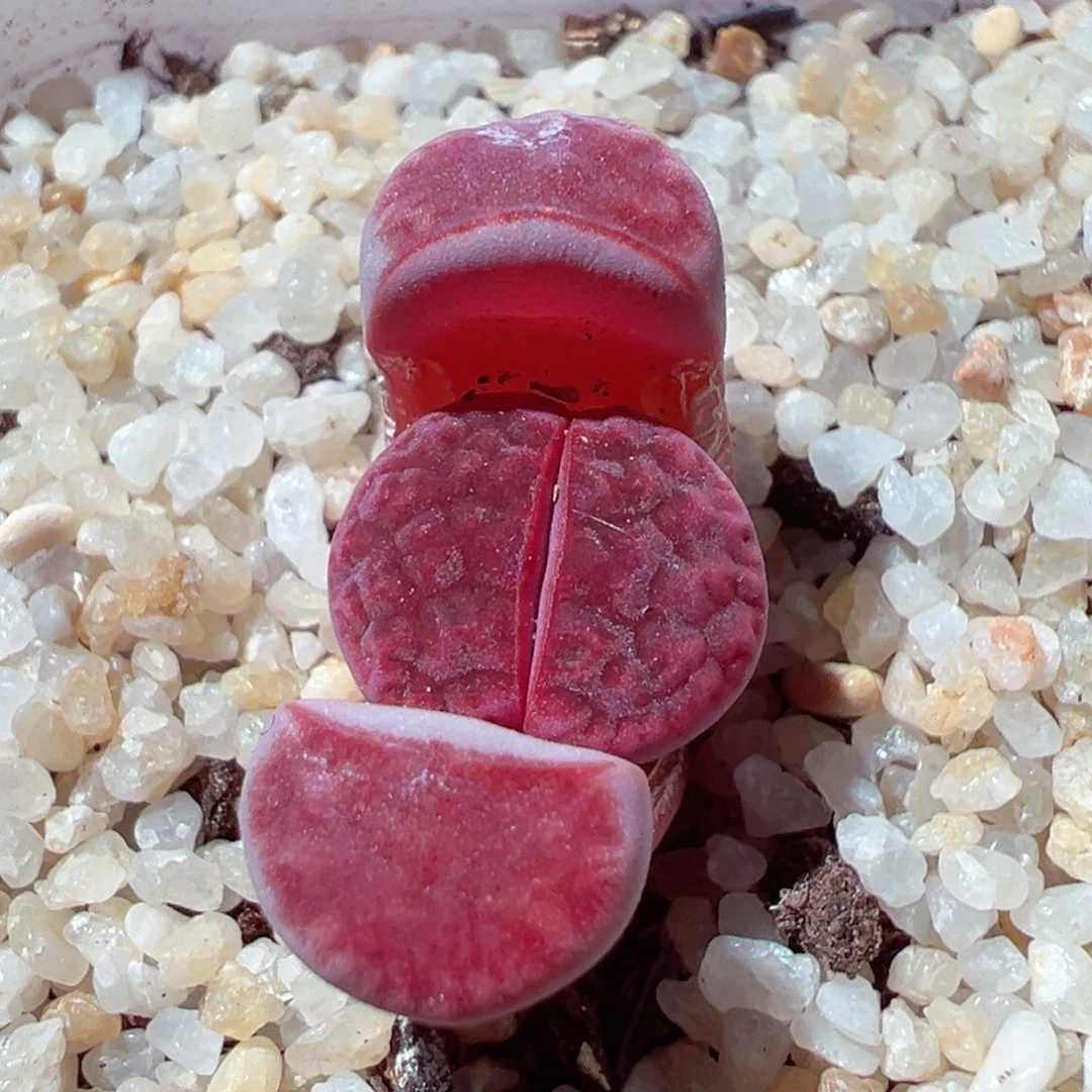 C***_207-471.我是真的不