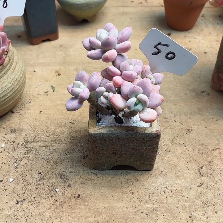 多肉植物，落神50号