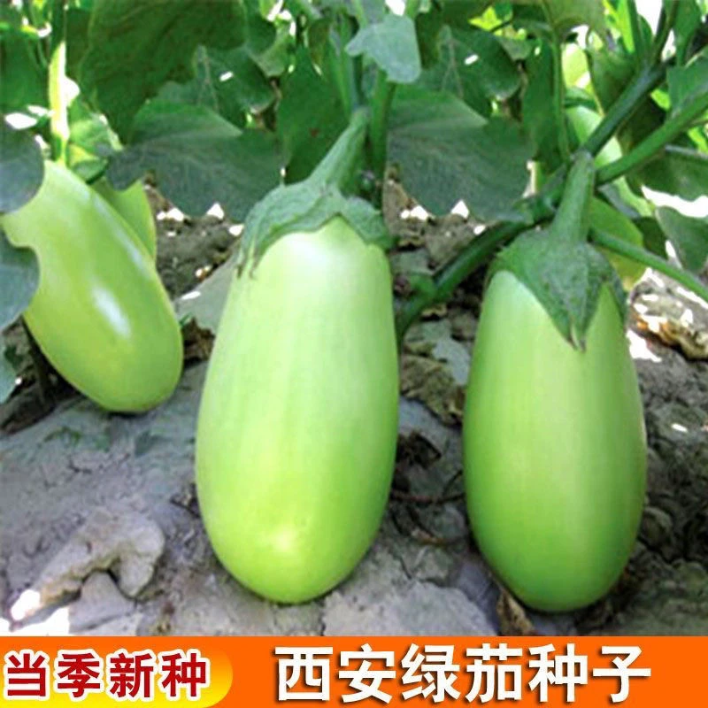 绿罐茄种子茄子种籽易种蔬菜种孑青茄子绿皮耐寒春季秋菜种子