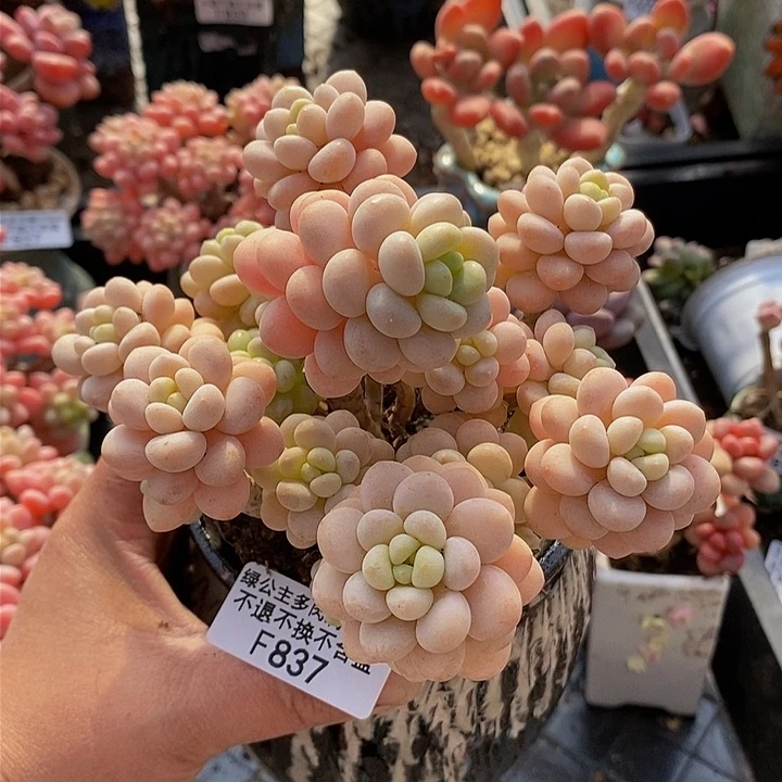 洛可可老桩11cm837多肉植物